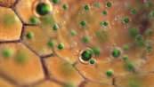 Anticancer, Stat3 anticancer, cancer treatment