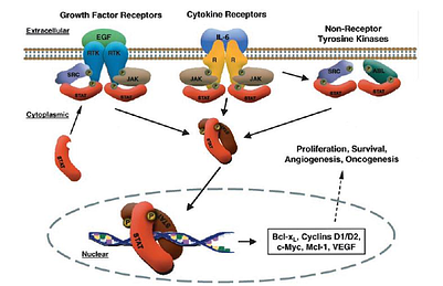 cancer stat 3, cancer and stat 3, stat 3 inhibitors