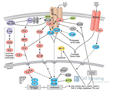 Cancer and stat 3, stat 3, stat 3 inhibitors, stat and cancer