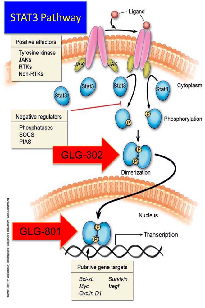 STAT3 Inhibitor, STAT3, GLG Pharma, GLG-801, GLG-302