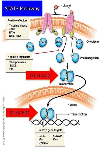 STAT3