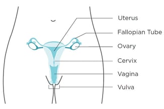 gyn-diagram-350 gyn-diagram-350